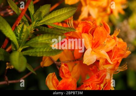 Devon, Großbritannien. Flame Azalea oder Rhododendron calendulaceum. Stockfoto