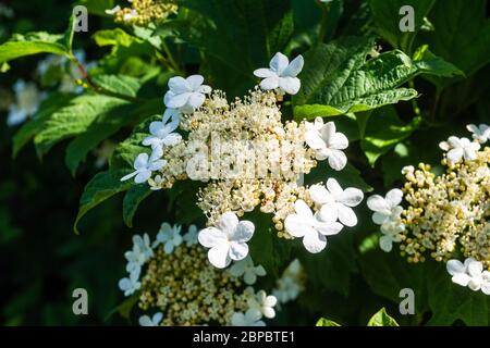 Die Blütenkorymbe eines viburnum opulus Busches mit kleinen cremefarbenen fruchtbaren Blüten, umgeben von größeren auffälligen weißen sterilen Blüten Stockfoto