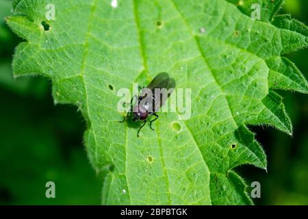 Eine Schwebfliege der Gattung Platycheirus in Ruhe auf einem Brennnesselblatt Urtica dioica Stockfoto