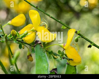 Nahaufnahme der gelben, späten Frühlingsblumen des britischen Stammbesen, Cytisus scoparius Stockfoto