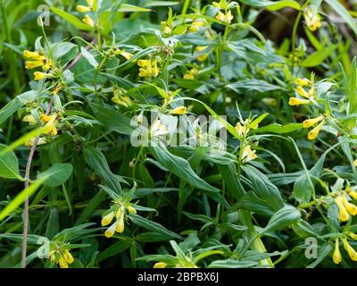 Sommerblumen des kleinen Hemiparasiten einjährigen, gemeinsamen Kuhweizen, Melampyrum pratense Stockfoto