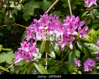 Violette, späte Frühlingsblumen der invasiven, nicht einheimischen Rhododendron ponticum, einer Schädlingsart in Großbritannien Stockfoto