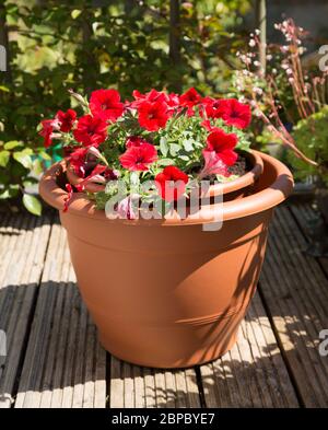 Rote Petunien in einem braunen Topf auf der Gartenterrasse Stockfoto