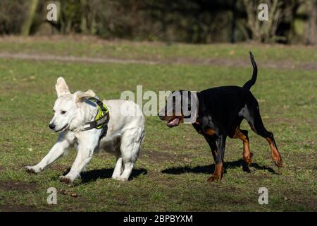 Zwei Hunde, weiß und schwarz, laufen und spielen zusammen in einem Park Stockfoto