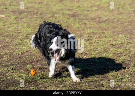 Weißer und schwarzer längerer Pelzhund, der mit einem orangen Ball im Park spielt Stockfoto