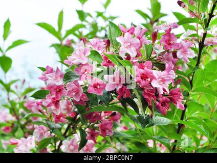 Schöne rosafarbene Blumen Weigela florida. Blumen von weigela florida. Blühender Garten im Frühlings-Garten an sonnigen Tagen. Stockfoto