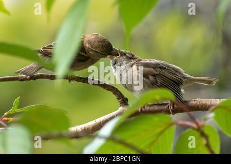 Haussperling (Passer domesticus) füttert im Mai eines ihrer Jungvögel in einem Baum in einem Hampshire Garten, Großbritannien Stockfoto