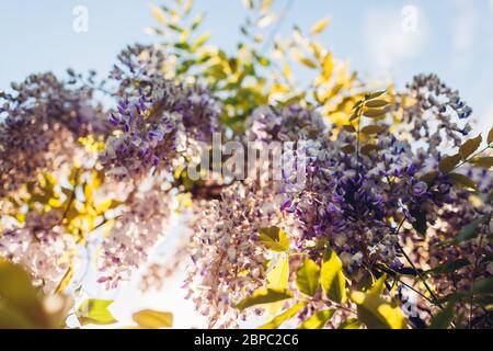 Glyzinien blüht im Frühlingsgarten. Reben von Glyzinien Busch hängen vom Zaun. Violette Sonnenaufgangblüte Stockfoto