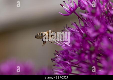 Eine Honigbiene im Flug. Die Biene fliegt auf eine Allium-Blume zu. Stockfoto