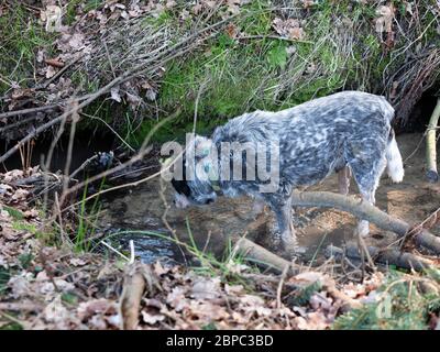 Australischer Rinderhund, der aus einem Waldbach trinkt, Wasserbecken im Wald, braune trockene Blätter um sich herum Stockfoto