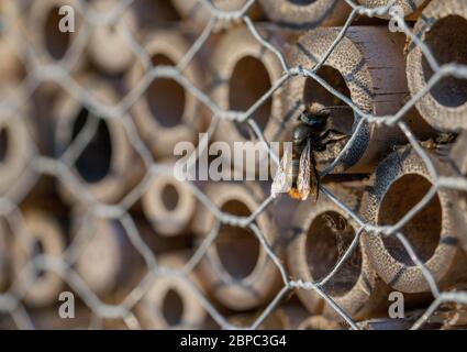 Seidenbiene auf einem hölzernen Insektenhotel Stockfoto