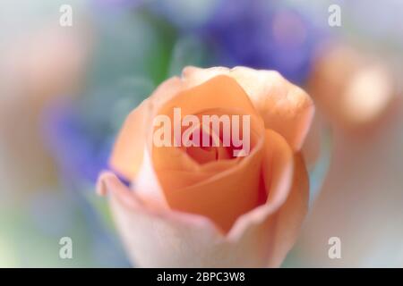 Pfirsichrosen Stockfoto