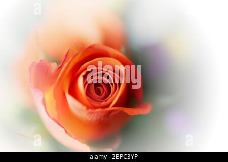 Pfirsichrosen Stockfoto