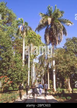 Landscaped Avenue, Assuan Botanical Garden, Kitchener's Island, Assuan, Assuan Governorate, Republik Ägypten Stockfoto