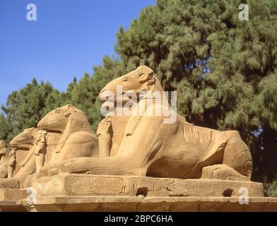 Reihe von Widder-Kopf-Schinx-Statuen im Karnak Tempel Komplex, El-Karnak, Karnak Governorate, Republik Ägypten Stockfoto