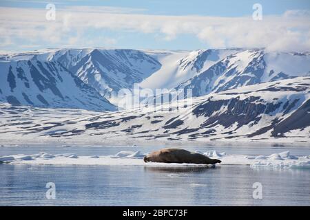 Ein männlicher Walross in Spitzbergen, norwegische Arktis. Stockfoto