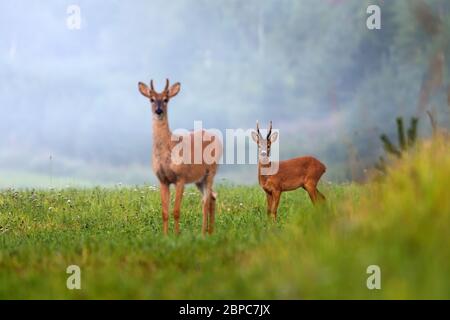 Zwei verschiedene Arten von Hirschen auf grünen Feldern in der Sommernatur. Stockfoto