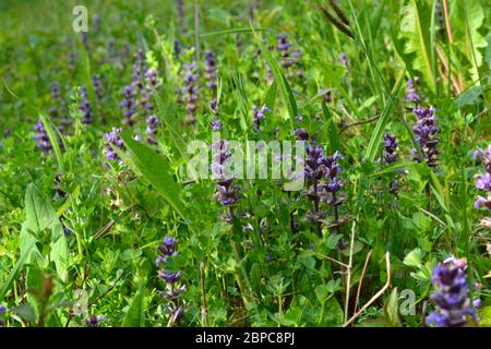 Wildblumenbugle wächst in Klumpen in Kreidehügeln des Darent Valley im Nordwesten Kents in der Nähe von Otford und Shoreham. North Downs Kreidebedingungen passen dazu. Stockfoto