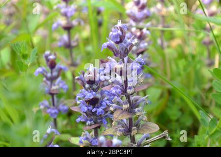 Wildblumenbugle wächst in Klumpen in Kreidehügeln des Darent Valley im Nordwesten Kents in der Nähe von Otford und Shoreham. North Downs Kreidebedingungen passen dazu. Stockfoto