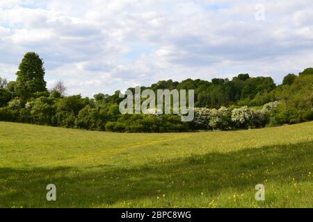 Elster Boden in der Nähe von Shoreham und Otford/Sevenoaks, Kent, England im Mai. Rewilded Bereich der North Downs Kreideberge mit Wildblumen und Biodiversität Stockfoto