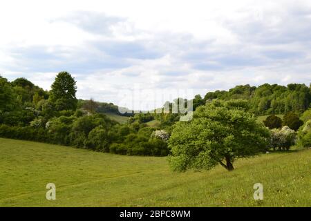 Elster Boden in der Nähe von Shoreham und Otford/Sevenoaks, Kent, England im Mai. Rewilded Bereich der North Downs Kreideberge mit Wildblumen und Biodiversität Stockfoto