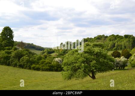 Elster Boden in der Nähe von Shoreham und Otford/Sevenoaks, Kent, England im Mai. Rewilded Bereich der North Downs Kreideberge mit Wildblumen und Biodiversität Stockfoto