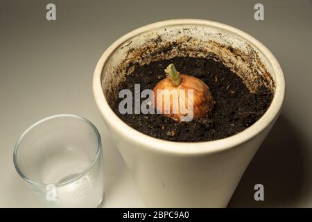 Verrotte Zwiebel wächst in einem weißen Topf und einem leeren Glas, Draufsicht Stockfoto