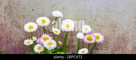 Banner mit weißer rosa Gänseblümchen Sorte (Bellis perennis) vor einem natürlichen Licht Hintergrund mit Kopierraum. Stockfoto