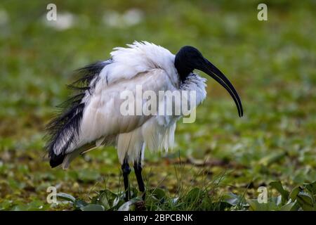 Langbeinige schwarz-weiße Storche im feuchten Grasland, nahe Lake Naivasha 2 Stockfoto