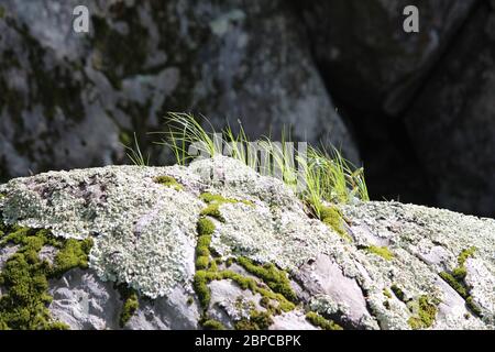 Gras wächst auf Felsen mit Moos und Flechten Stockfoto