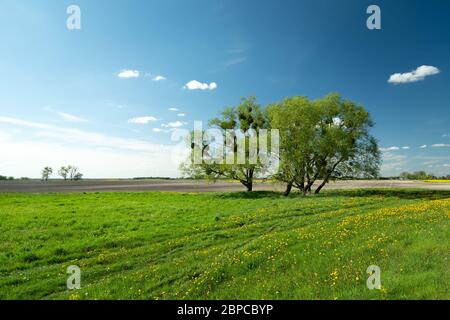 Bäume wachsen auf einer grünen Wiese, Horizont und blauer Himmel, Blick auf den Frühling Stockfoto