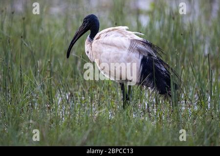 Langbeinige schwarz-weiße Storche im feuchten Grasland, nahe dem Naivasha-See Stockfoto