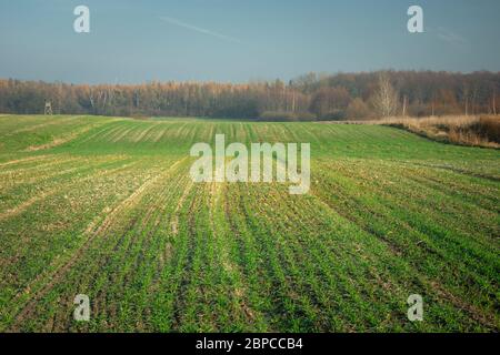 Junge Sämlinge auf einem hügeligen Feld, Wald am Horizont, Blick an einem sonnigen Tag Stockfoto