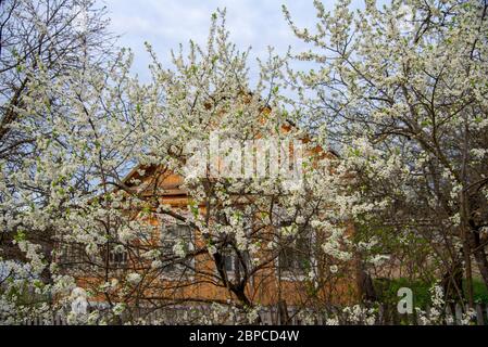 Im Vordergrund blühende Bäume, dahinter ein kleines Dorfhaus. Stockfoto