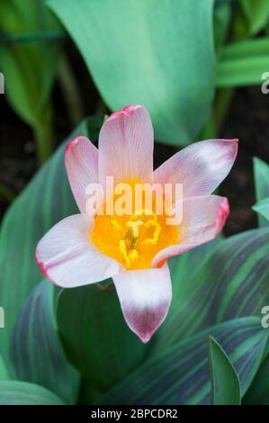 Tulpenherzen aus der Nähe erfreuen eine rot-weiße Lilienlippe mit bunten Blättern der Kaufmanniana-Tulpengruppe Division 12 Stockfoto