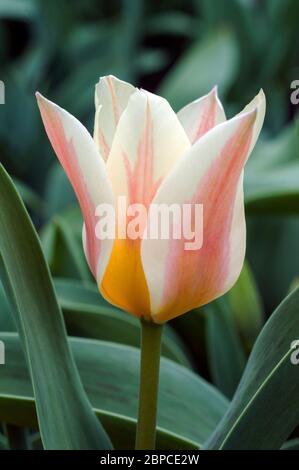 Nahaufnahme von tulipa Quebec EINE einzige Art blassrote Chartreuse & Buttercup gelbe Schüssel Tulpe, die zur Greigii-Gruppe der Tulpen Division 14 gehört Stockfoto