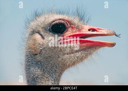 Vogel Strauß den Kopf Stockfoto