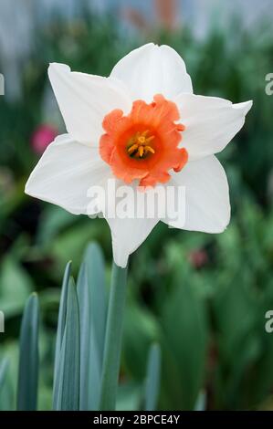 Nahaufnahme Detail von Narcissus Pink Charm im Frühjahr. Pink Charm ist ein weißer & lachsrosa Division 2 große kuppelige voll winterhart Frühjahr blühenden Narzissen Stockfoto