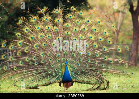 Pfauenschwanz, schöne bunte Vogelfedern, Stockfoto