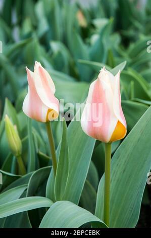 tulipa Quebec EINE einzige Art blassrote Chartreuse & Buttercup gelbe Schüssel Tulpe aus der Greigii-Gruppe der Tulpen Division 14 Stockfoto