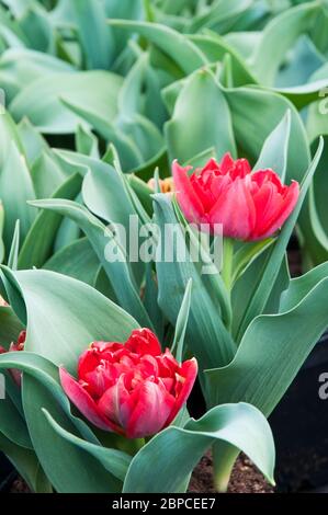 tulipa Abba vollständig geöffnet. Eine Schüssel geformte rote Tulpe blüht im frühen Frühjahr und gehört zu der doppelten frühen Gruppe von Tulpen Division 2 Stockfoto