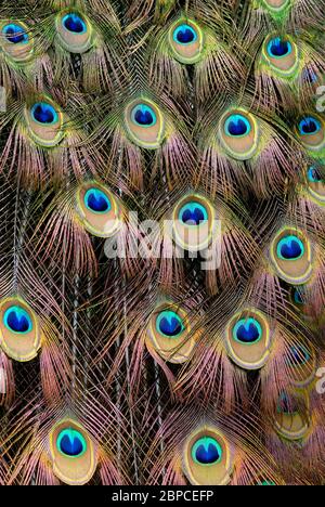 Pfauenschwanz, schöne bunte Vogelfedern, Stockfoto