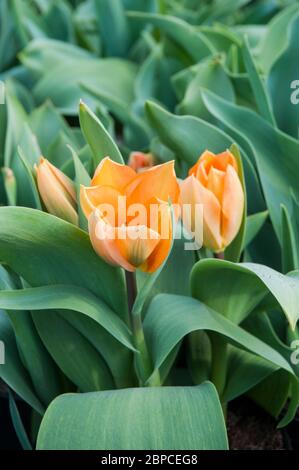 Gruppe der Tulpen Orange Emperor eine orangene, einzelne, frühe Frühlingsblüte Tulpe, die zur Fosteriana Gruppe der Tulpen Division 13 gehört Stockfoto