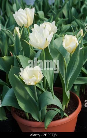 Gruppe der Tulpen Exotic Emperor eine weiße mit grünem Blitz und hellgelben Markierungen Doppeltulip aus der Fosteriana Gruppe der Tulpen Division 13 Stockfoto