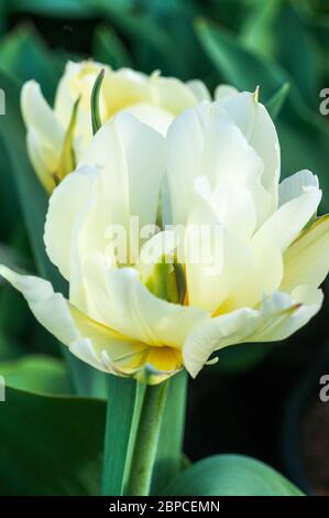 Nahaufnahme des exotischen Kaisers eine weiße mit grünem Blitz und hellgelben Markierungen Doppeltulip aus der Fosteriana-Gruppe der Tulpen Division 13 Stockfoto