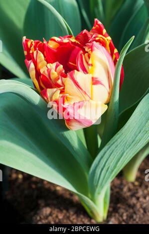 Nahaufnahme von tulipa Abba vor dem vollständigen Öffnen. Eine Schüssel geformt Tomatenrot und gelbe Tulpe gehören zu der doppelten frühen Gruppe der Tulpen Division 2 Stockfoto