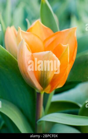 Nahaufnahme von tulipa Orange Emperor eine orangene, einzelne, frühe Frühlingsblüte Tulpe, die zur Fosteriana-Gruppe der Tulpen Division 13 gehört Stockfoto