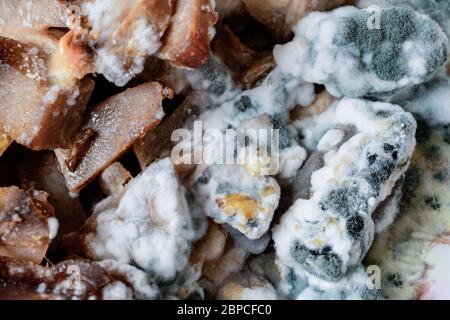 Schimmeliger Kartoffelsalat auf einem Teller Stockfoto