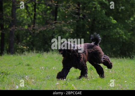 Schöner langhaariger reinrassigen Hund auf dem Laufsteg, afghanischer Hund Stockfoto