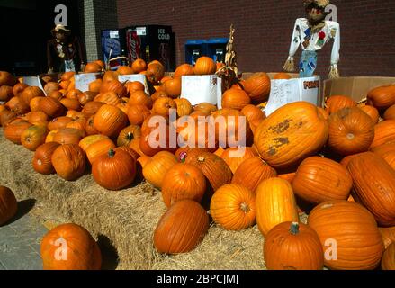 Carrollton Texas USA Pumpkins außerhalb Supermarkt in der Nähe von Halloween Stockfoto